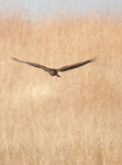Northern Harrier 0864